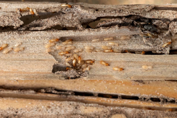 Bird Control in Lancaster, CA