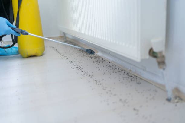 Best Insect Control  in Lanster, CA